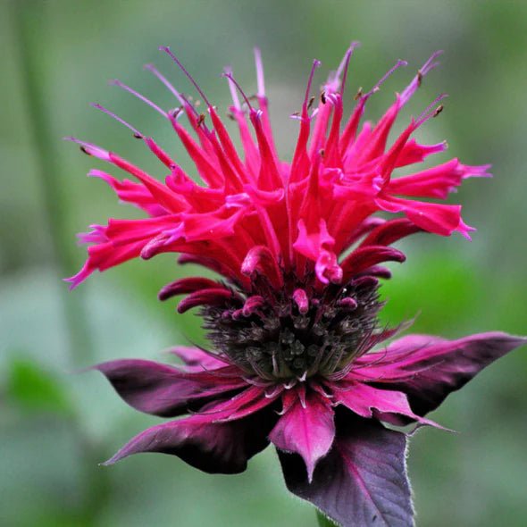 Bee Balm Tarot Garden + Gift Seed Packet - Salt of the Earth Organics