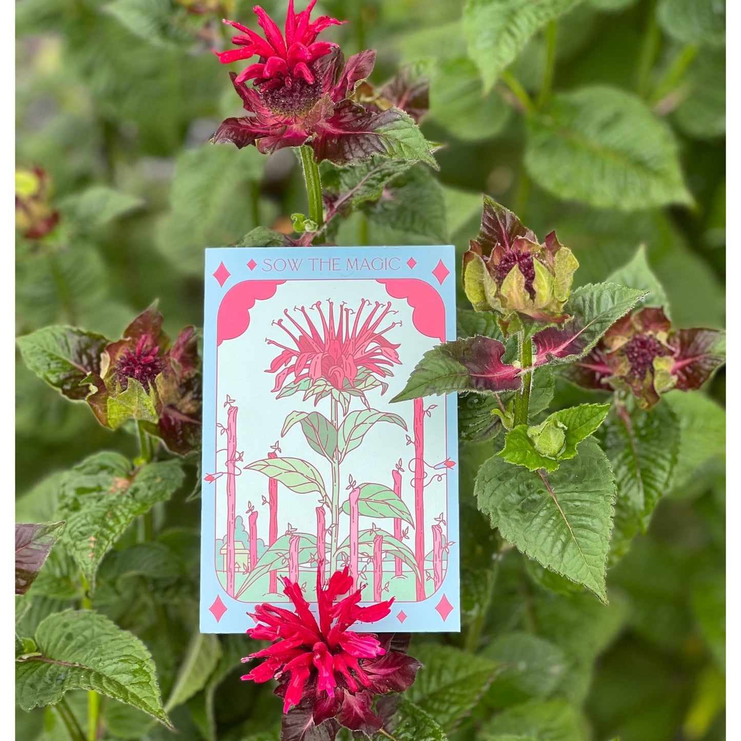 Bee Balm Tarot Garden + Gift Seed Packet - Salt of the Earth Organics