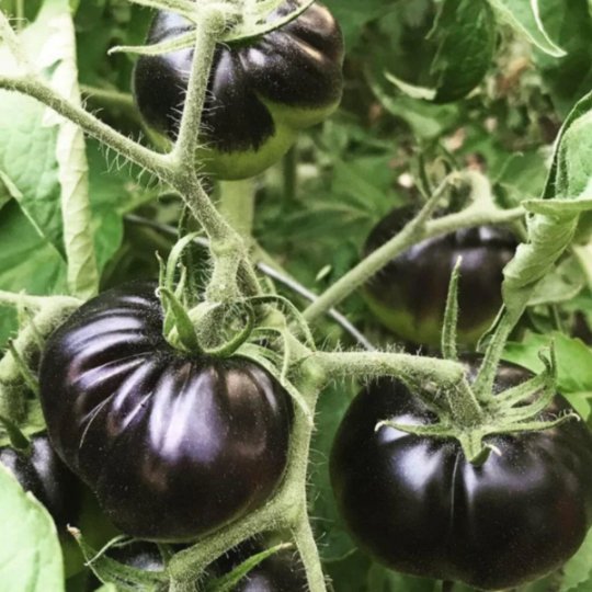 Black Beauty Tomato Tarot Garden + Gift Seed Packet - Salt of the Earth Organics