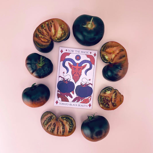 Black Beauty Tomato Tarot Garden + Gift Seed Packet - Salt of the Earth Organics