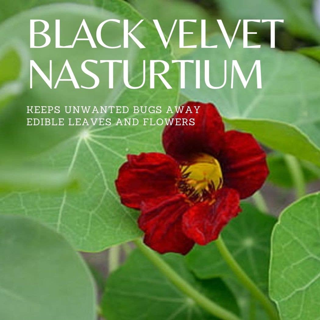 Black Velvet Nasturtium Tarot Garden + Gift Seed Packet - Salt of the Earth Organics