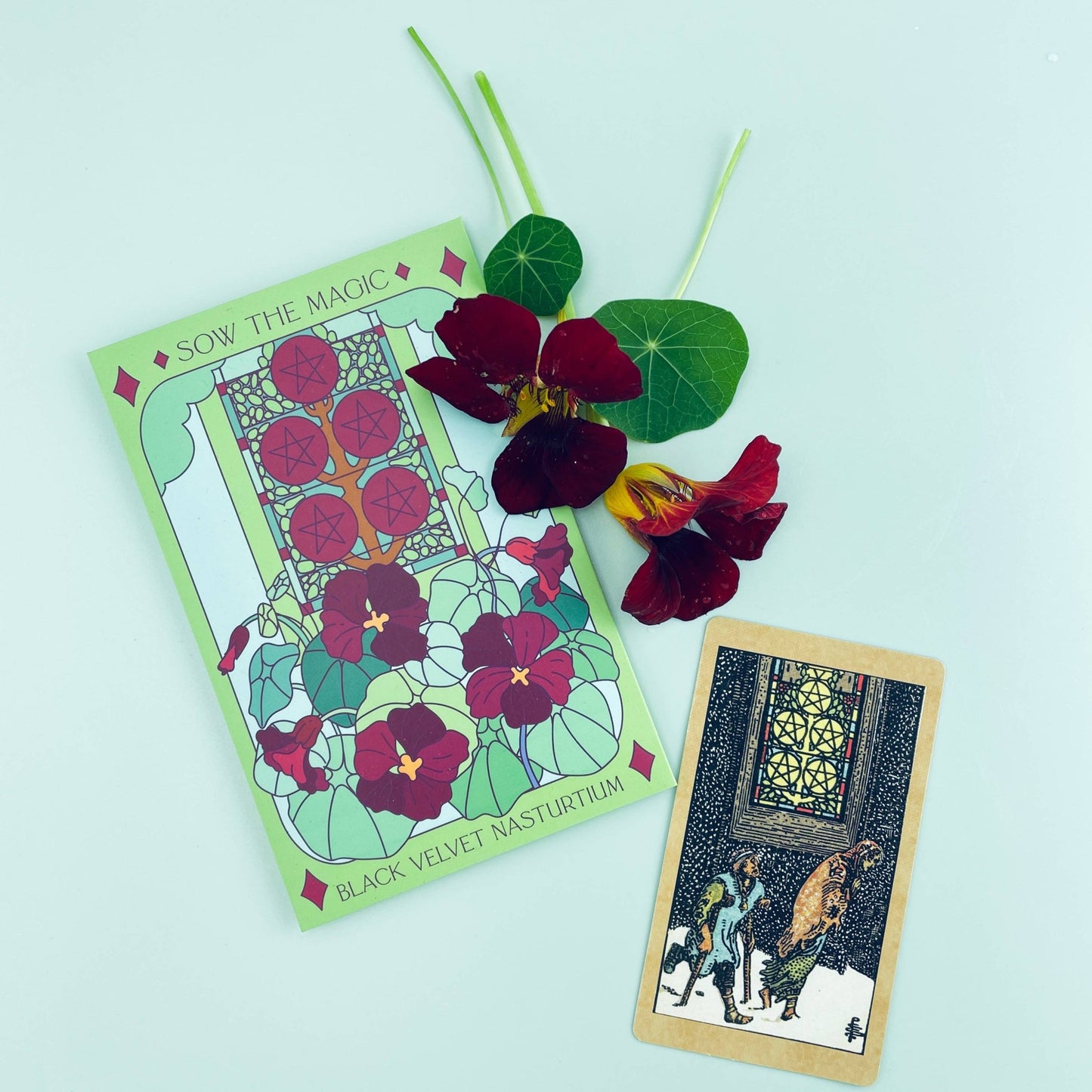 Black Velvet Nasturtium Tarot Garden + Gift Seed Packet - Salt of the Earth Organics