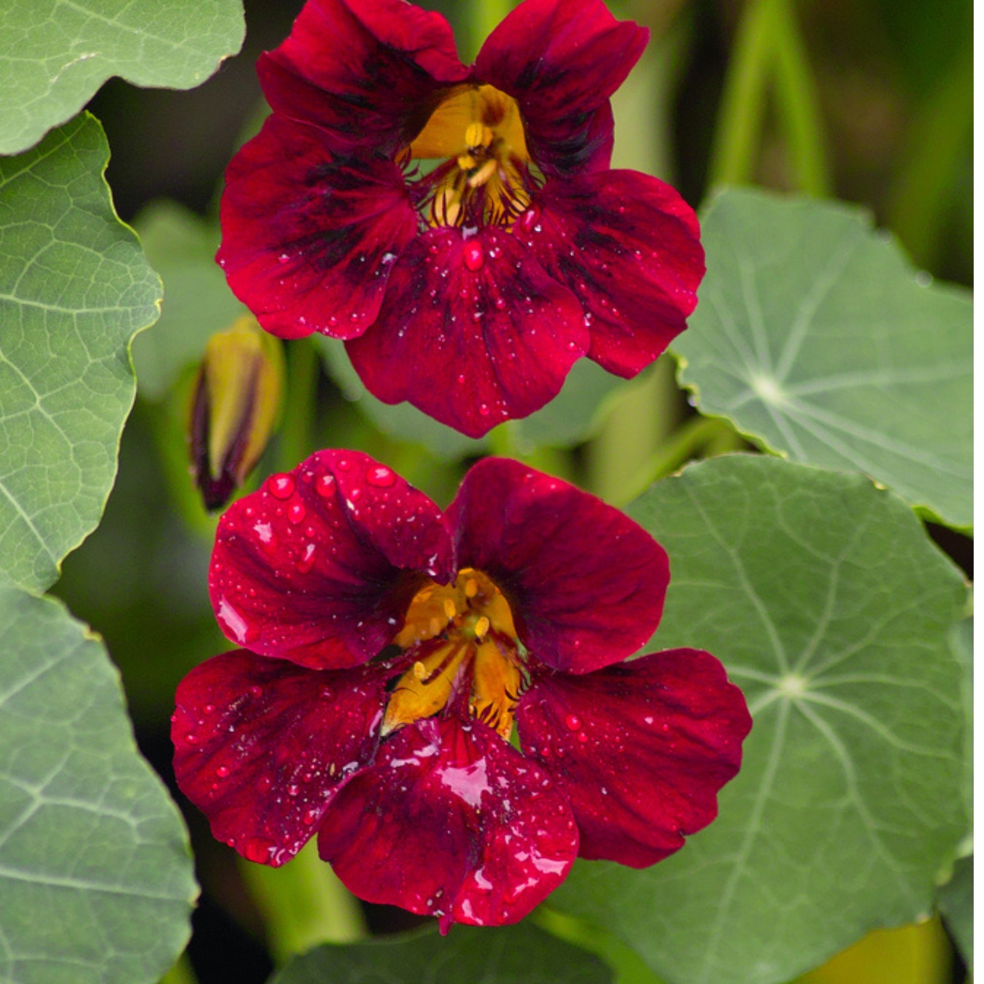 Black Velvet Nasturtium Tarot Garden + Gift Seed Packet - Salt of the Earth Organics