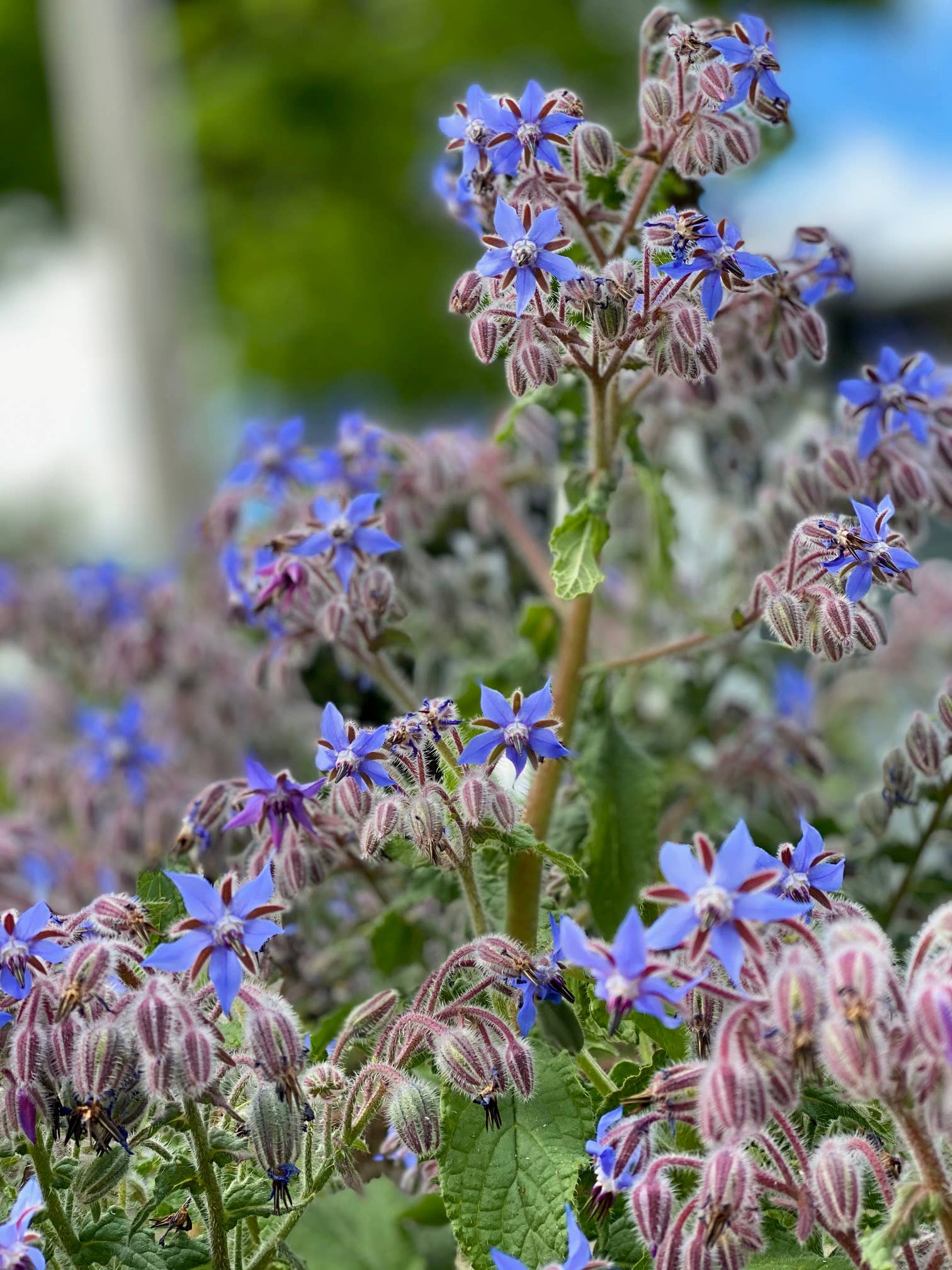 Borage, Organic - Salt of the Earth Organics