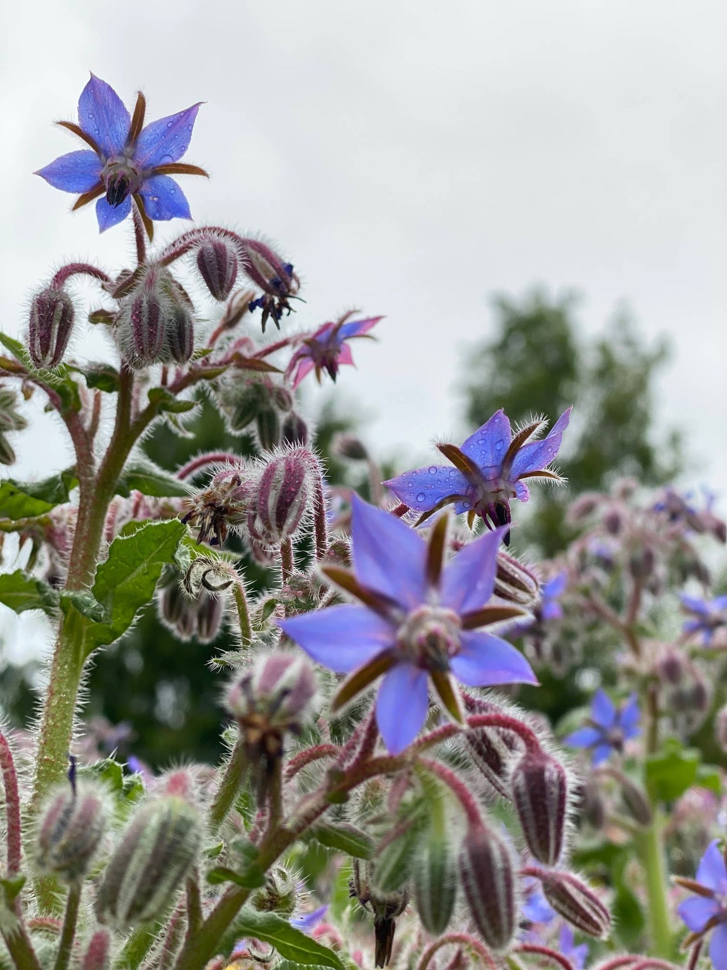 Borage, Organic - Salt of the Earth Organics