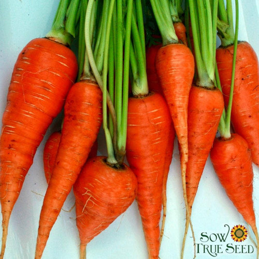 Carrot Seeds - Danvers 126, ORGANIC - Salt of the Earth Organics