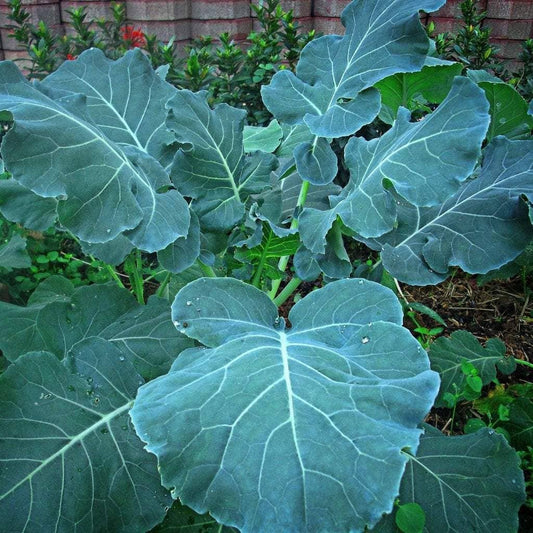 Collard Seeds - Georgia Southern - Salt of the Earth Organics