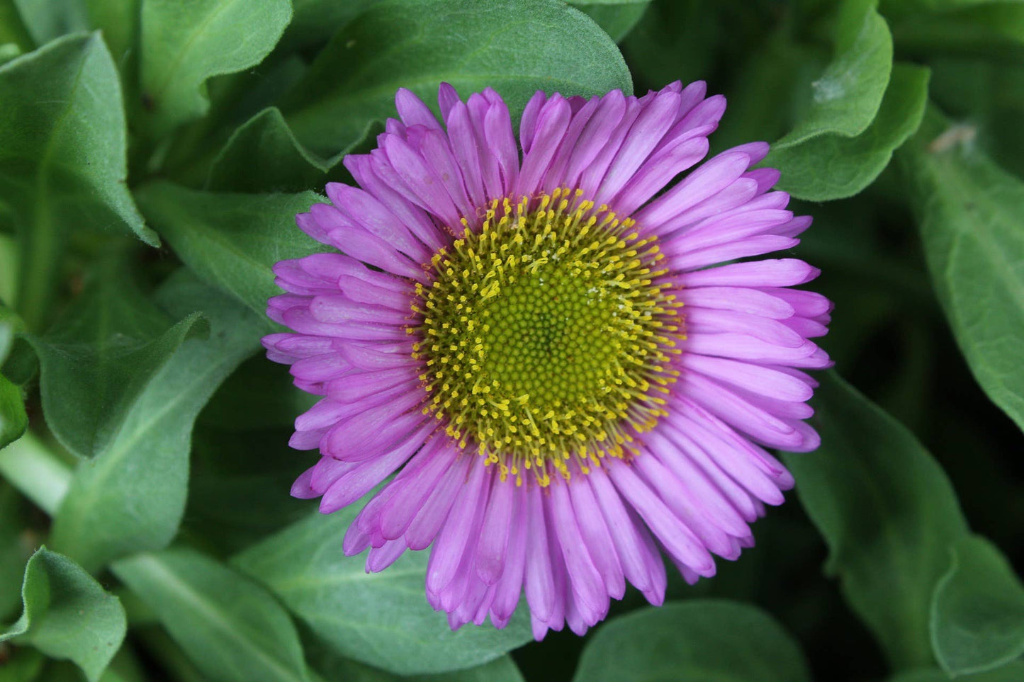 Fleabane Daisy Seeds, Aspen Daisy, Erigeron speciosus - Salt of the Earth Organics