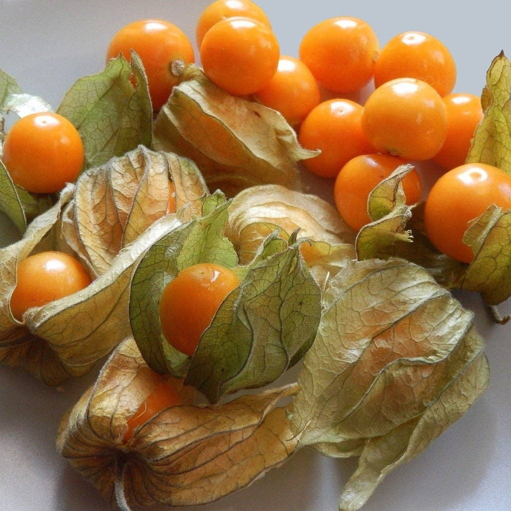 Ground Cherry Seeds - Aunt Molly's, ORGANIC - Salt of the Earth Organics