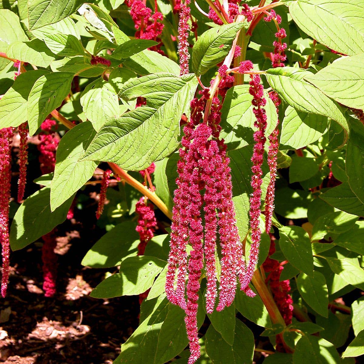 Love Lies Bleeding Tarot Garden + Gift Seed Packet - Salt of the Earth Organics