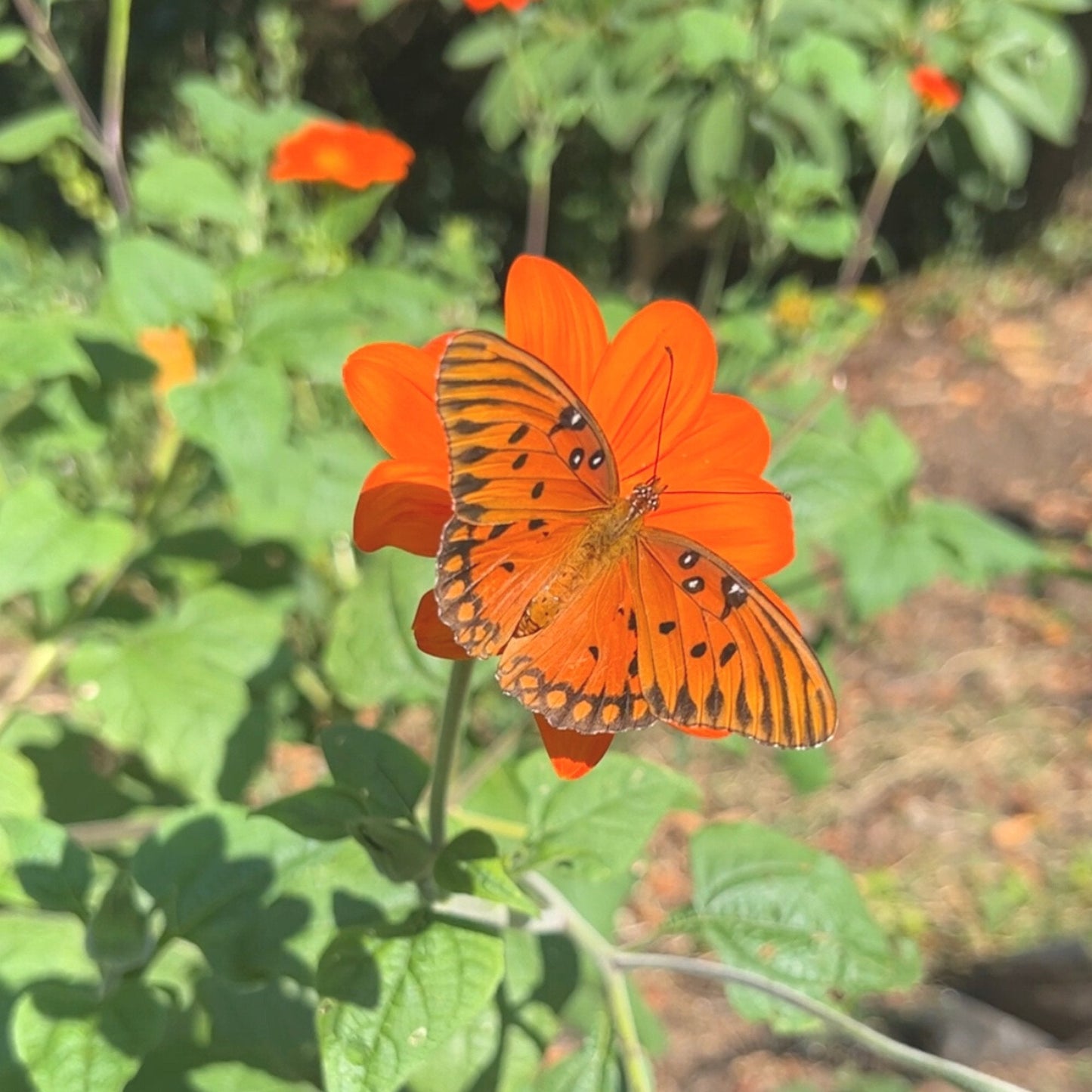 Mexican Sunflower Tarot Garden + Gift Seed Packet - Salt of the Earth Organics