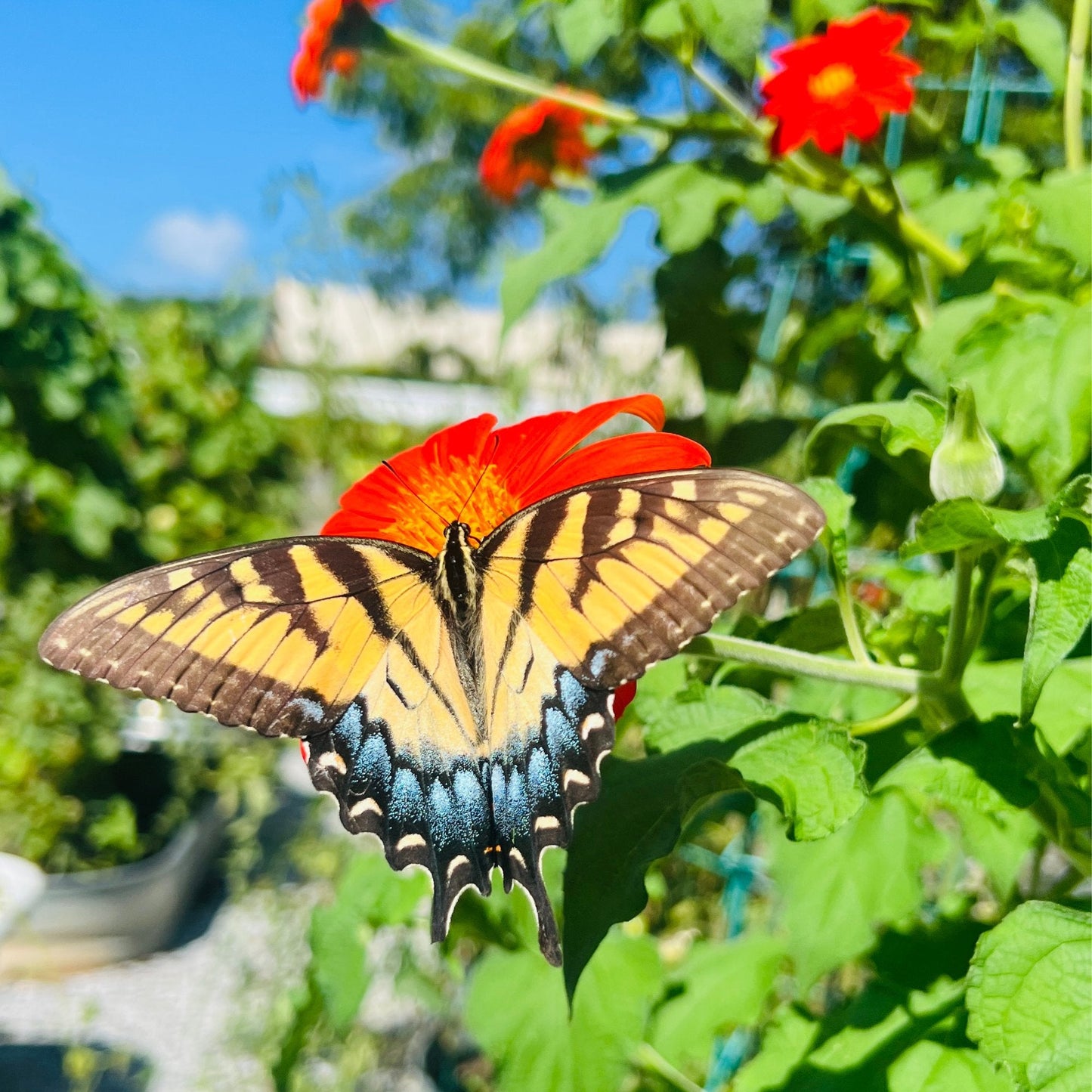 Mexican Sunflower Tarot Garden + Gift Seed Packet - Salt of the Earth Organics