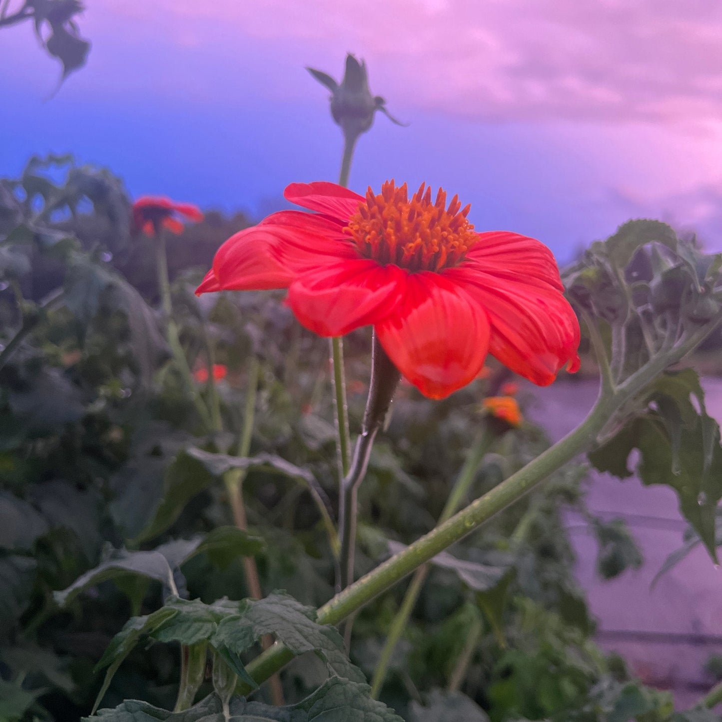 Mexican Sunflower Tarot Garden + Gift Seed Packet - Salt of the Earth Organics