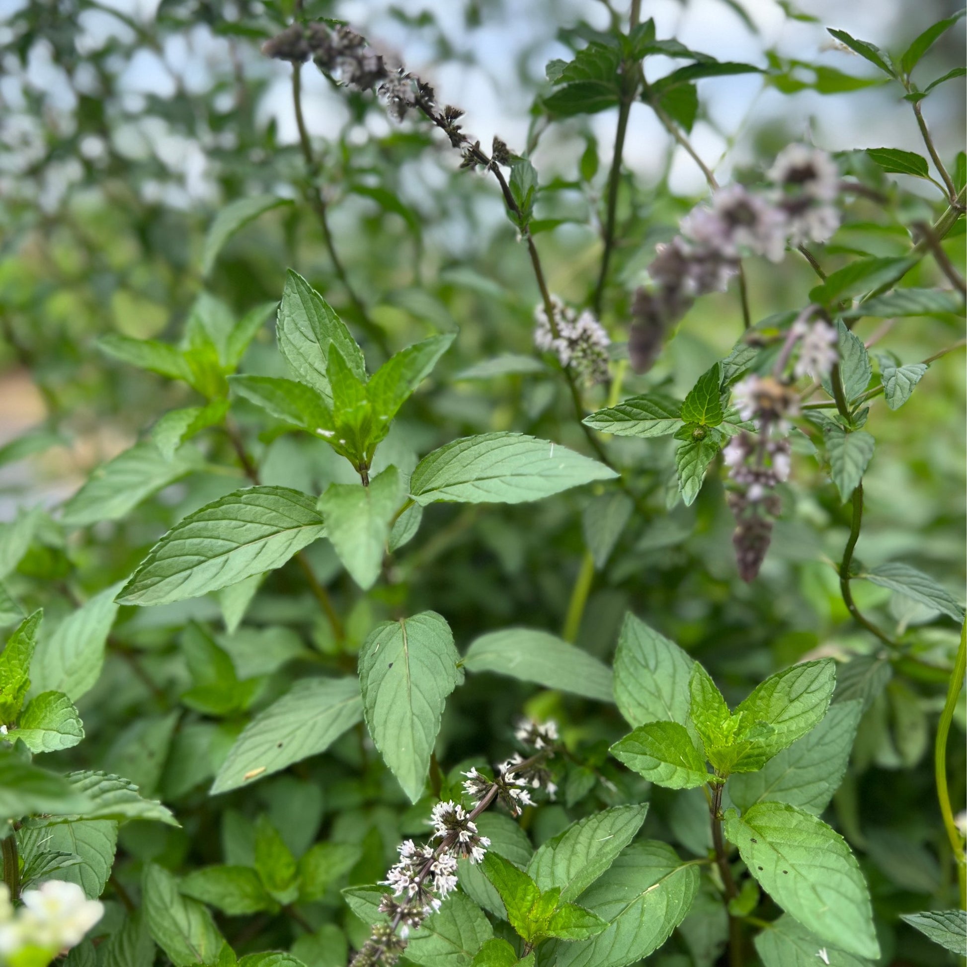 Peppermint Tarot Garden + Gift Seed Packet - Salt of the Earth Organics