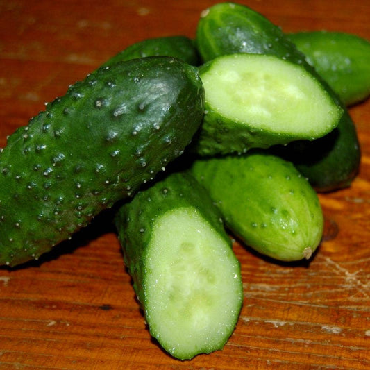 Pickling Cucumber Seeds - Bushy - Salt of the Earth Organics