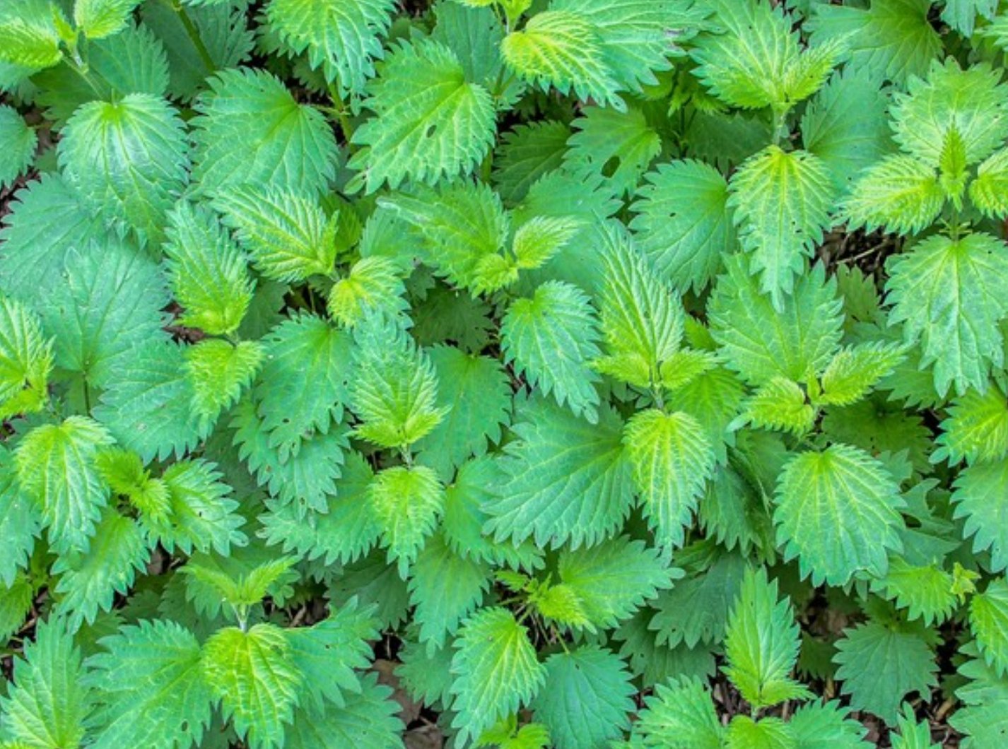 Stinging Nettle Tarot Garden + Gift Seed Packet - Salt of the Earth Organics