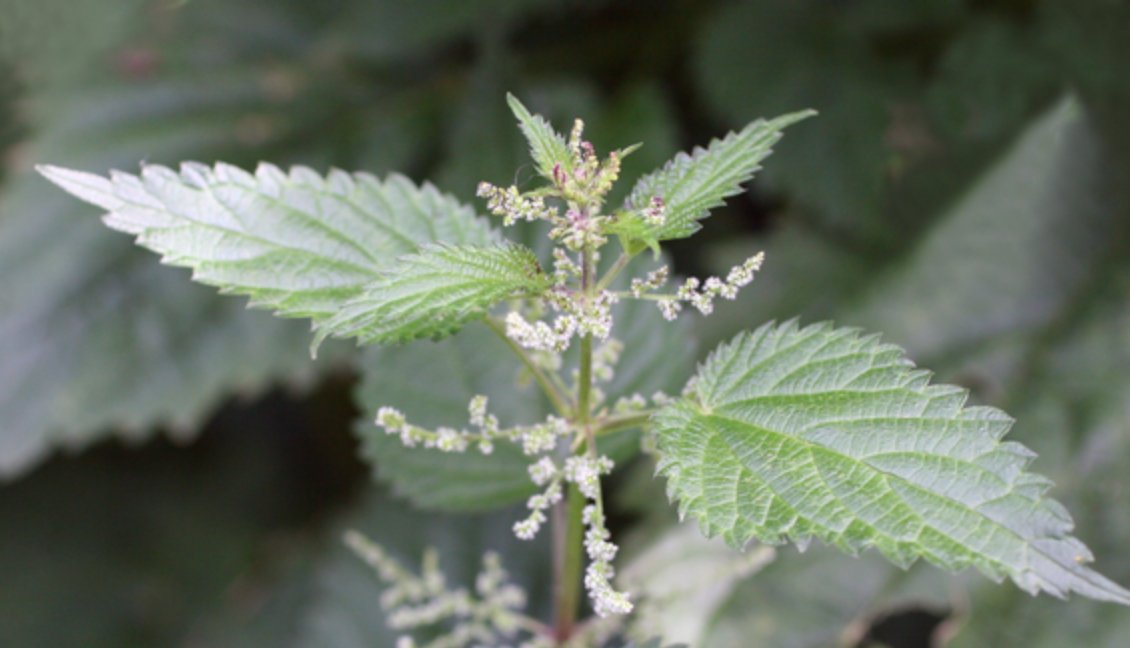 Stinging Nettle Tarot Garden + Gift Seed Packet - Salt of the Earth Organics