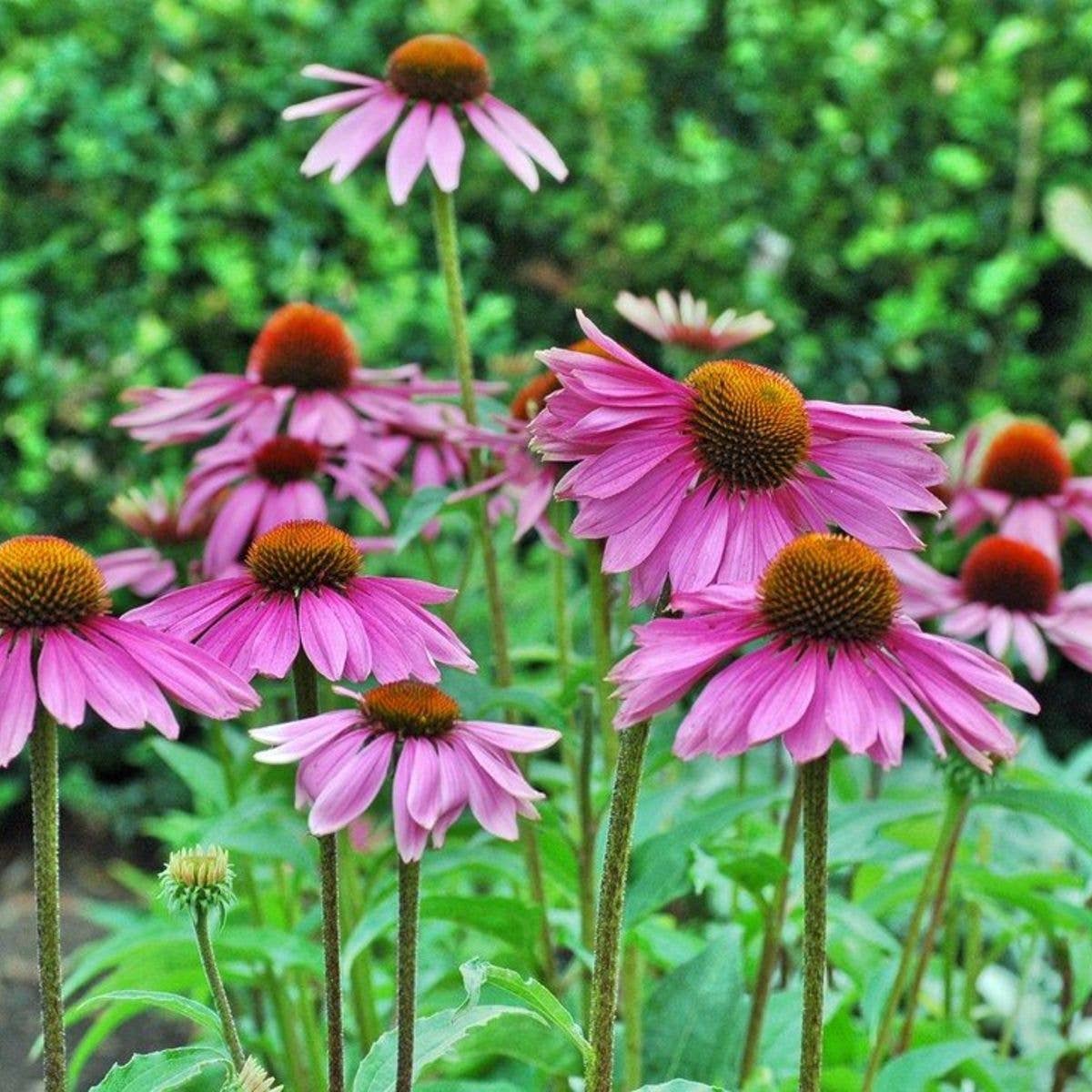 Strength in Echinacea Flower Tarot Garden + Gift Seed Packet - Salt of the Earth Organics