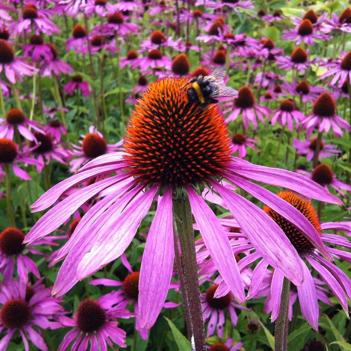 Strength in Echinacea Flower Tarot Garden + Gift Seed Packet - Salt of the Earth Organics