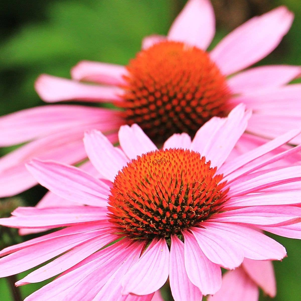 Strength in Echinacea Flower Tarot Garden + Gift Seed Packet - Salt of the Earth Organics