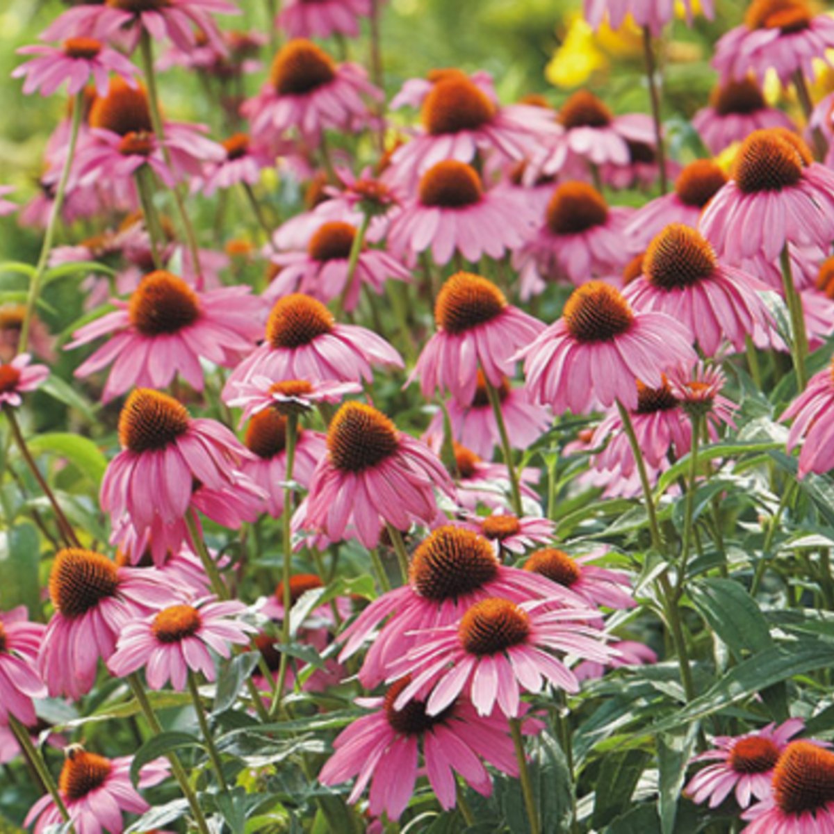 Strength in Echinacea Flower Tarot Garden + Gift Seed Packet - Salt of the Earth Organics