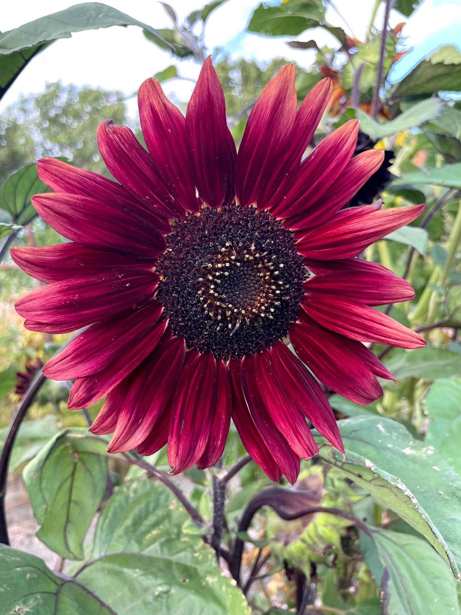 Sunflower 'Chocolate Cherry' Seeds - Salt of the Earth Organics