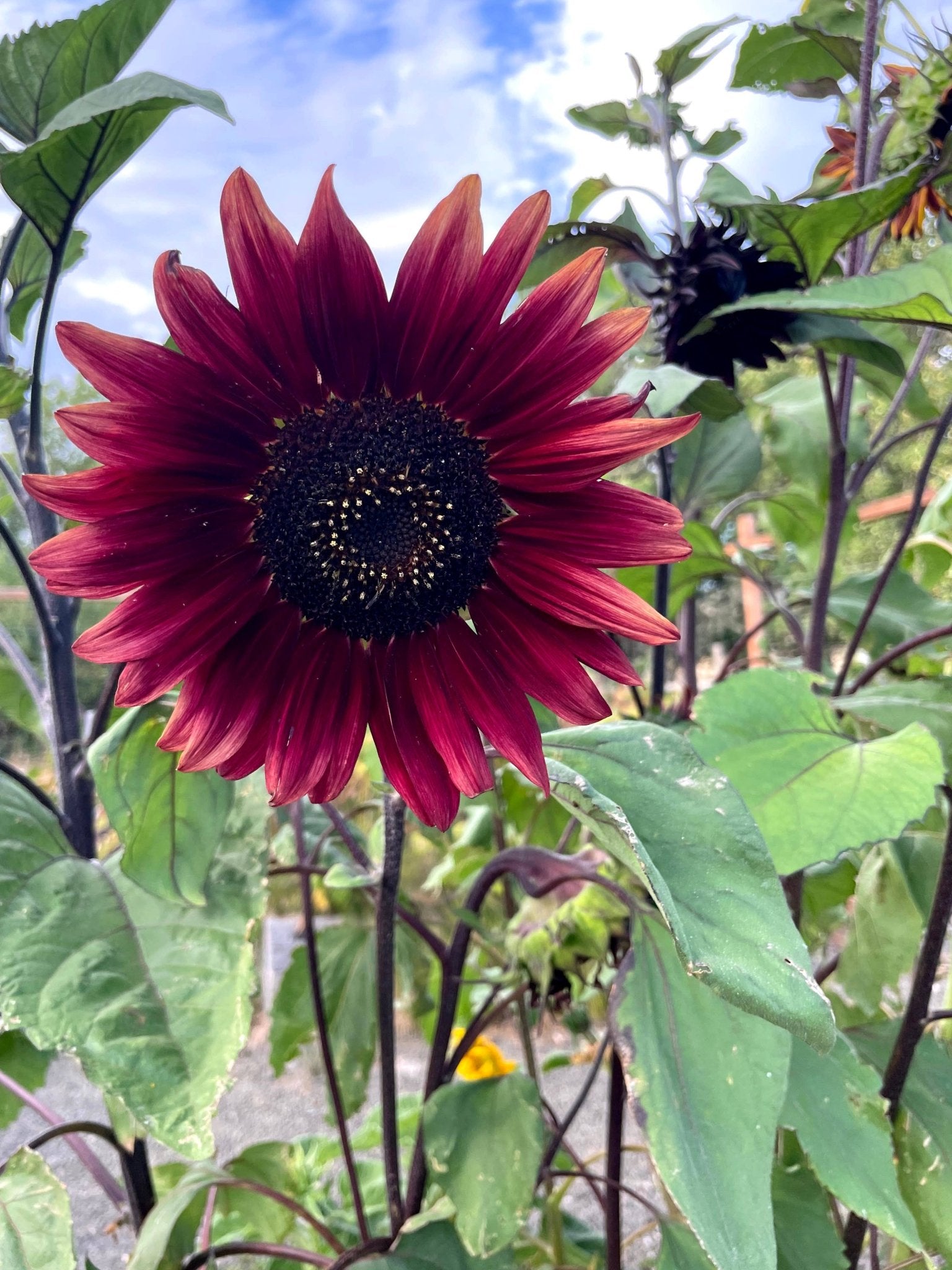 Sunflower 'Chocolate Cherry' Seeds - Salt of the Earth Organics