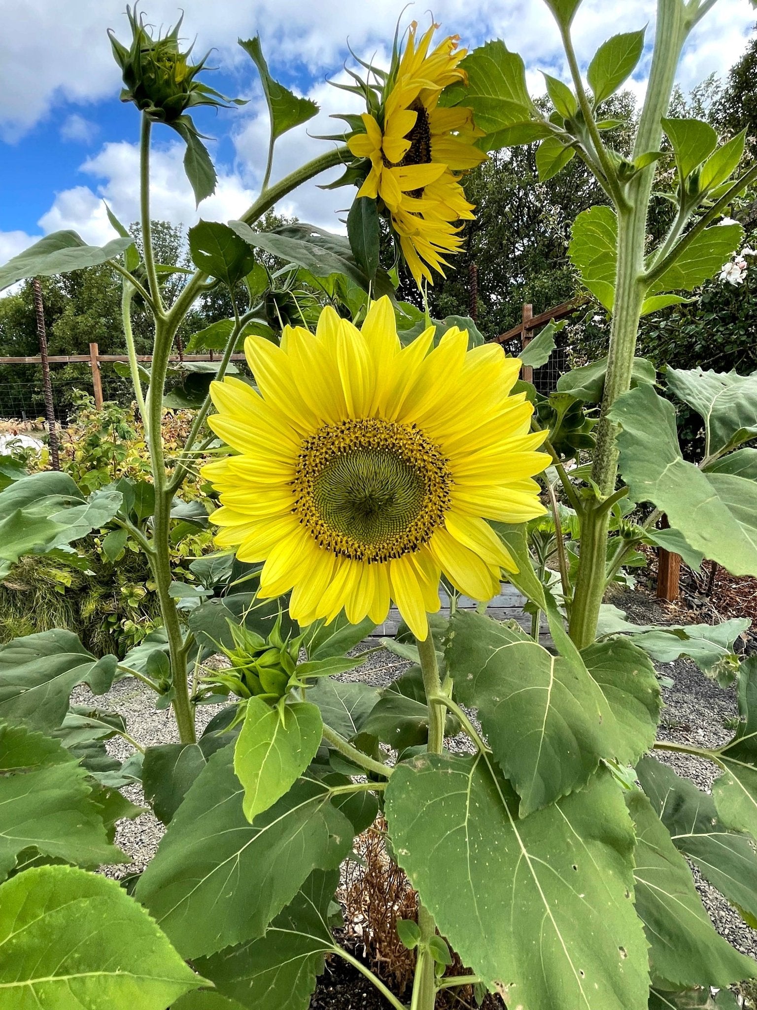 Sunflower 'Lemon Queen' Seeds - Salt of the Earth Organics