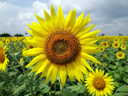 Sunflower 'Lemon Queen' Seeds - Salt of the Earth Organics