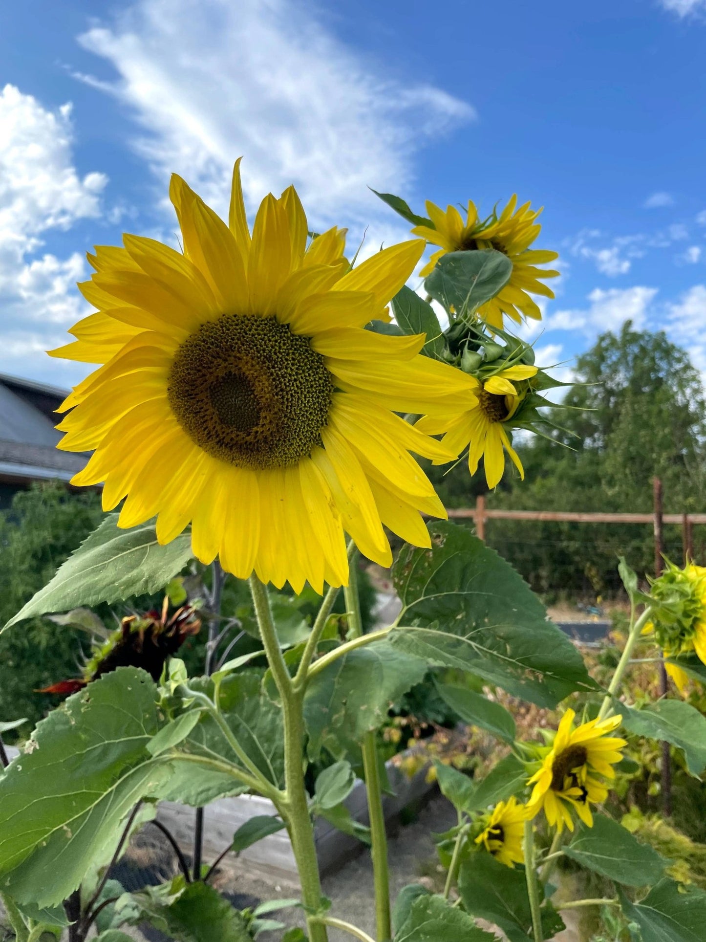 Sunflower 'Lemon Queen' Seeds - Salt of the Earth Organics