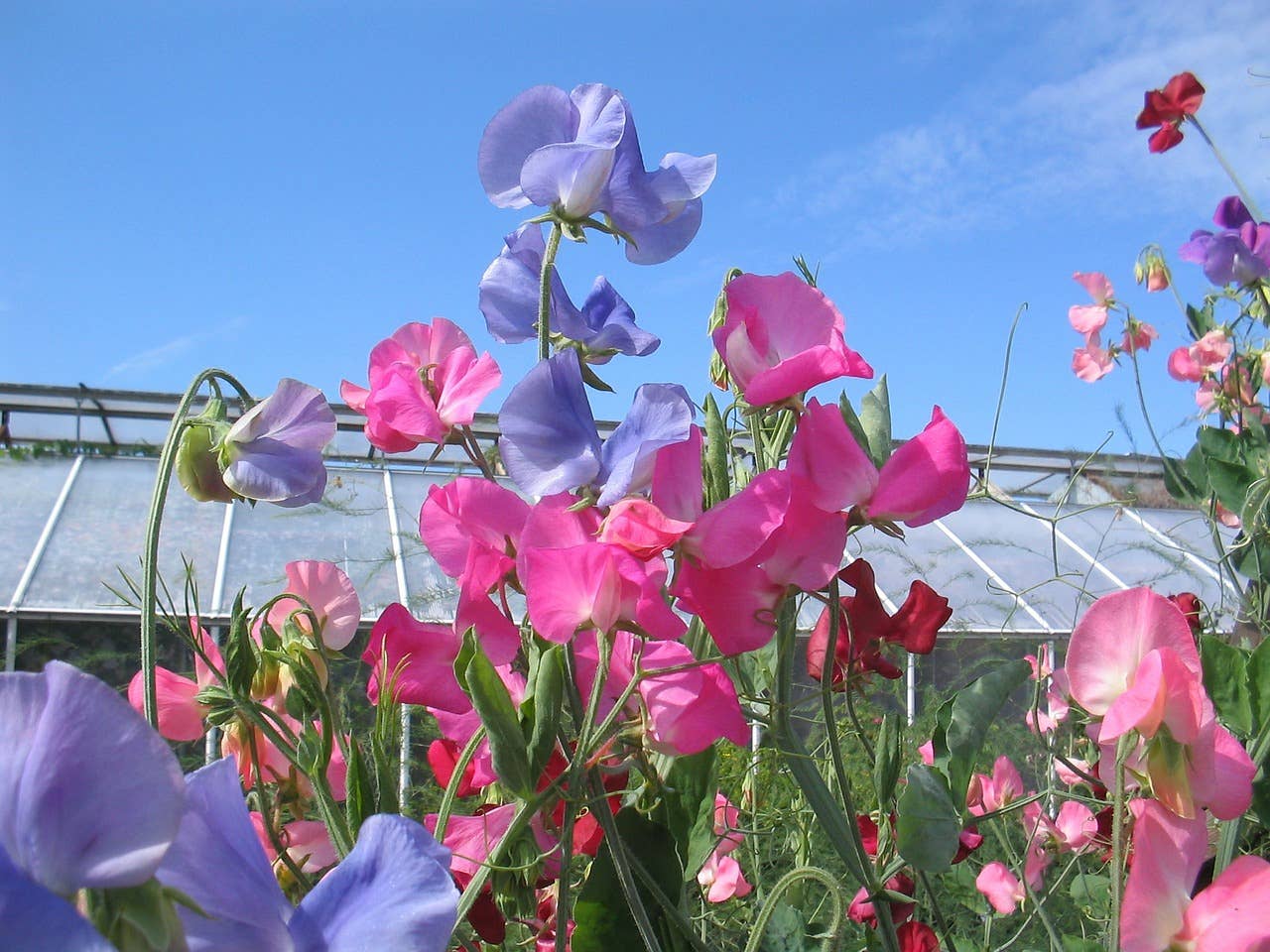 Sweet Pea 'Royal Mix' Flower Seeds - Salt of the Earth Organics