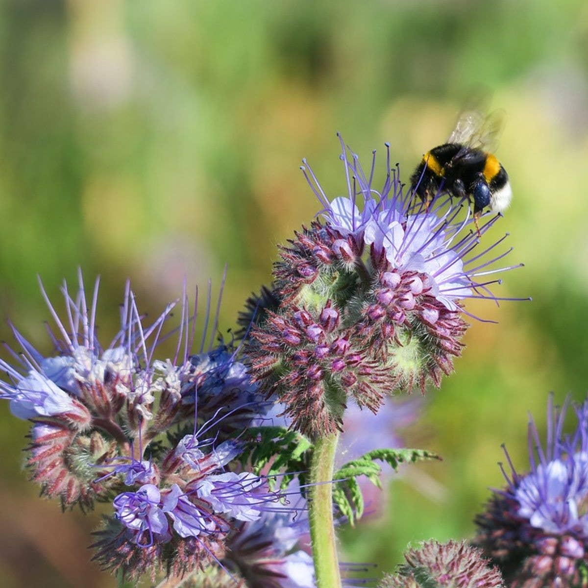 The Empress Bee Tarot Garden + Gift Seed Packet - Salt of the Earth Organics