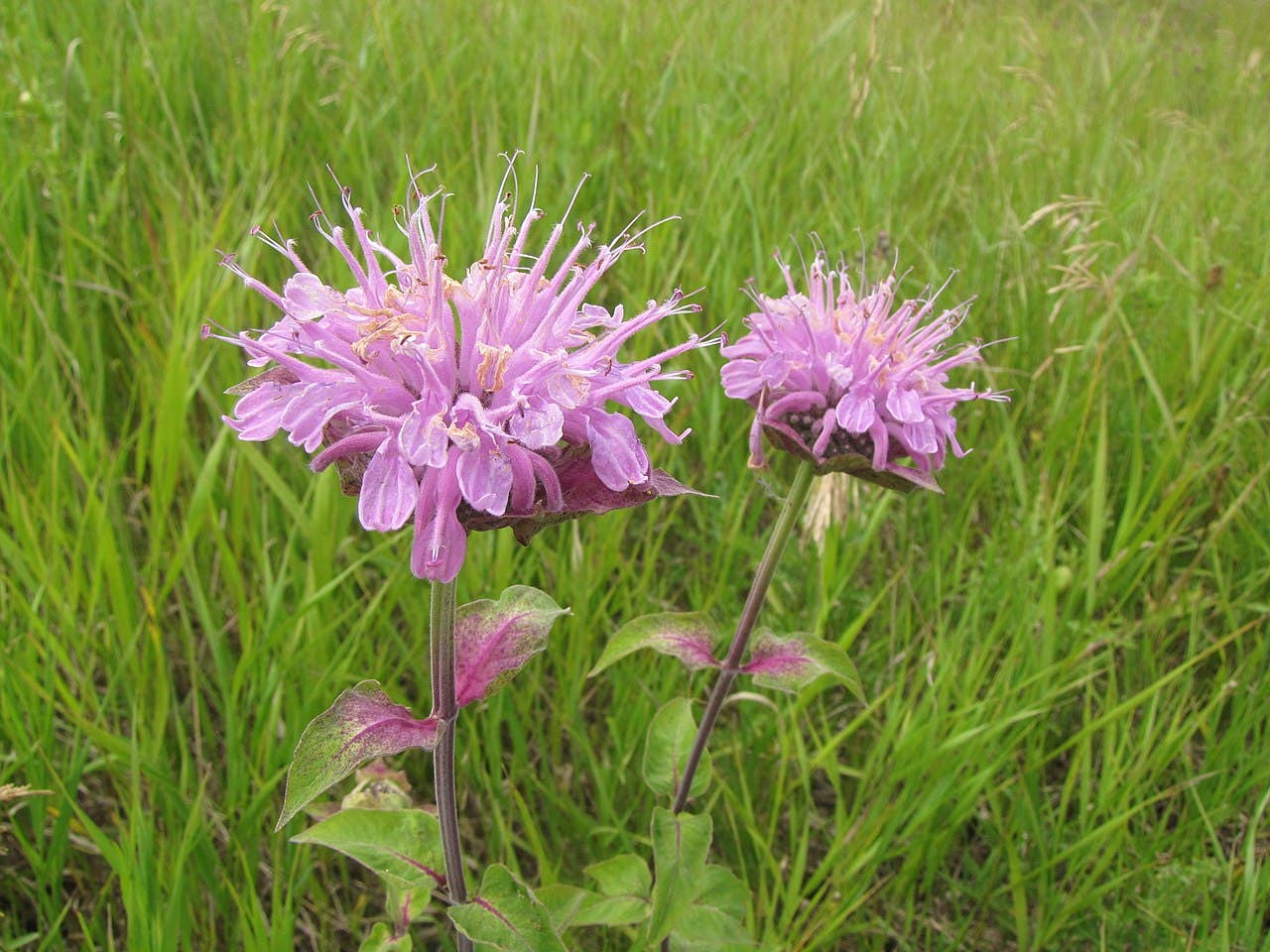 Wild Bergamot Seeds - Salt of the Earth Organics